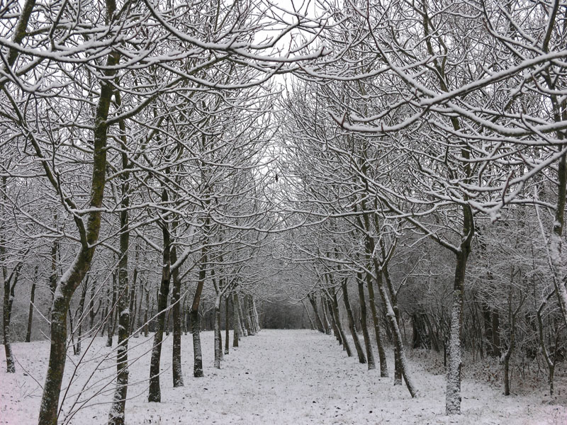 Alberi Tagliamento